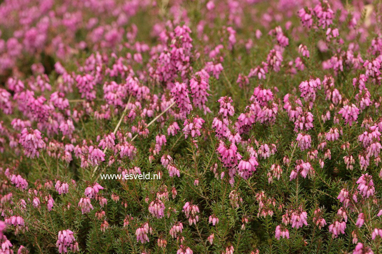 Erica carnea 'Wintersonne'
