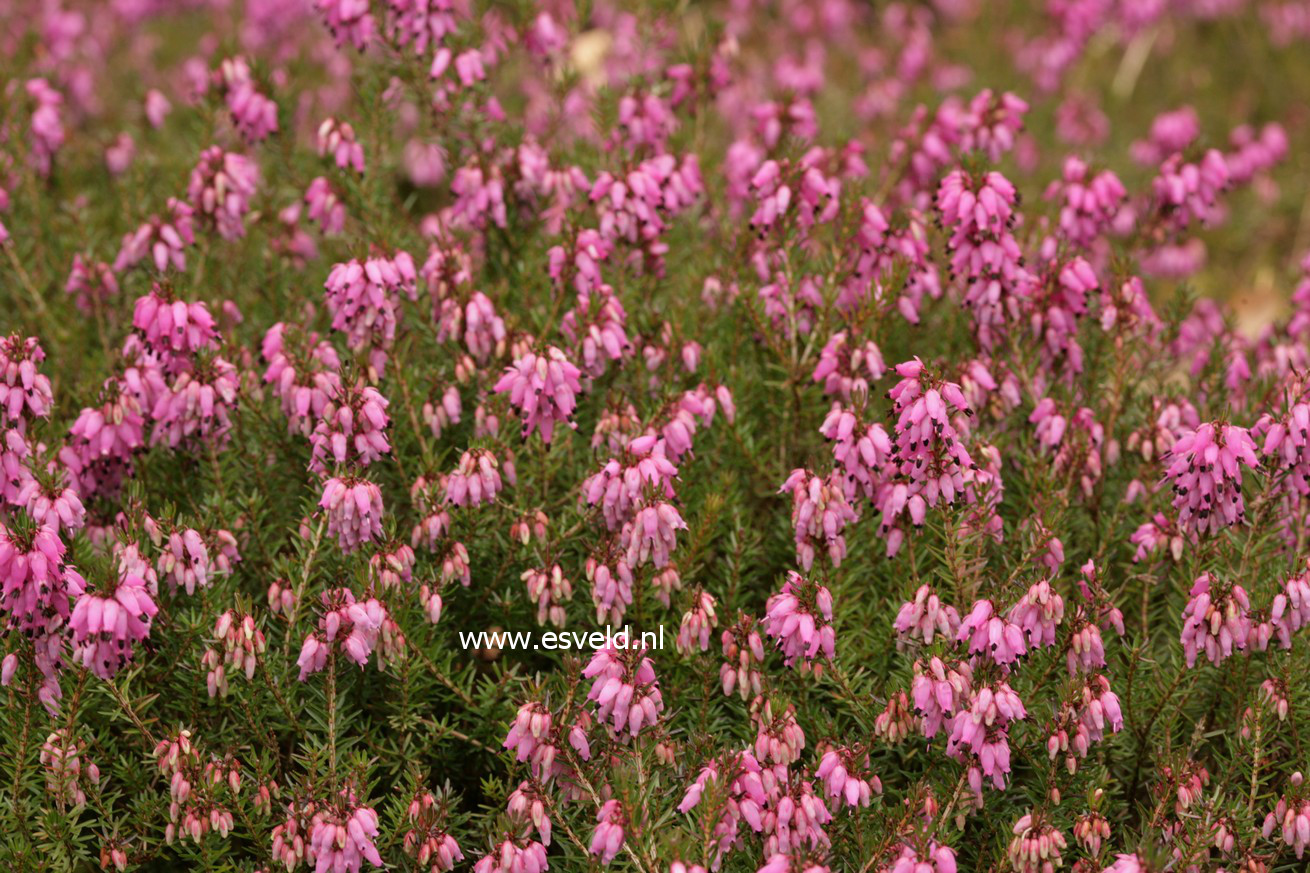 Erica carnea 'Wintersonne'