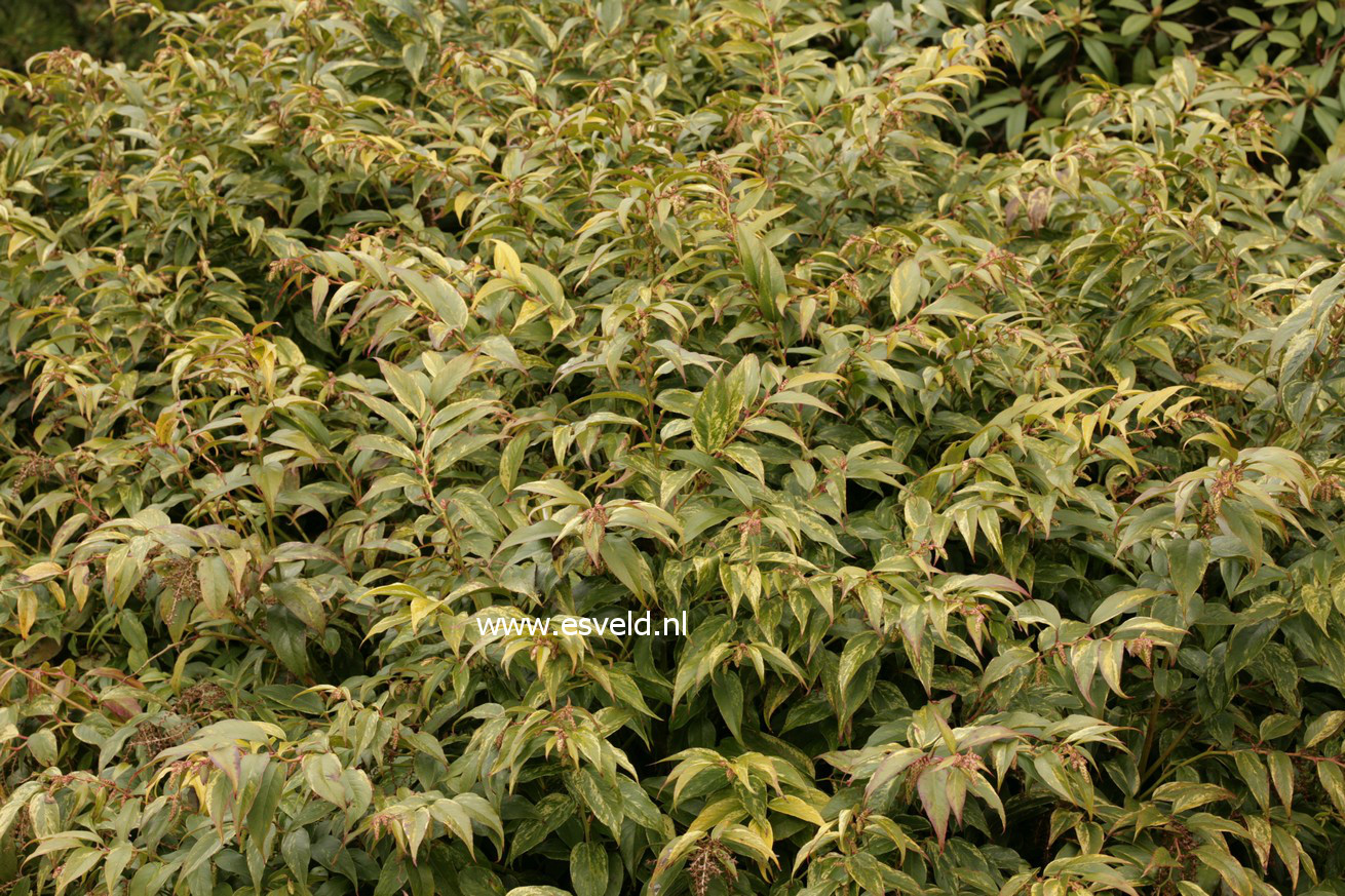 Leucothoe fontanesiana 'Rainbow'