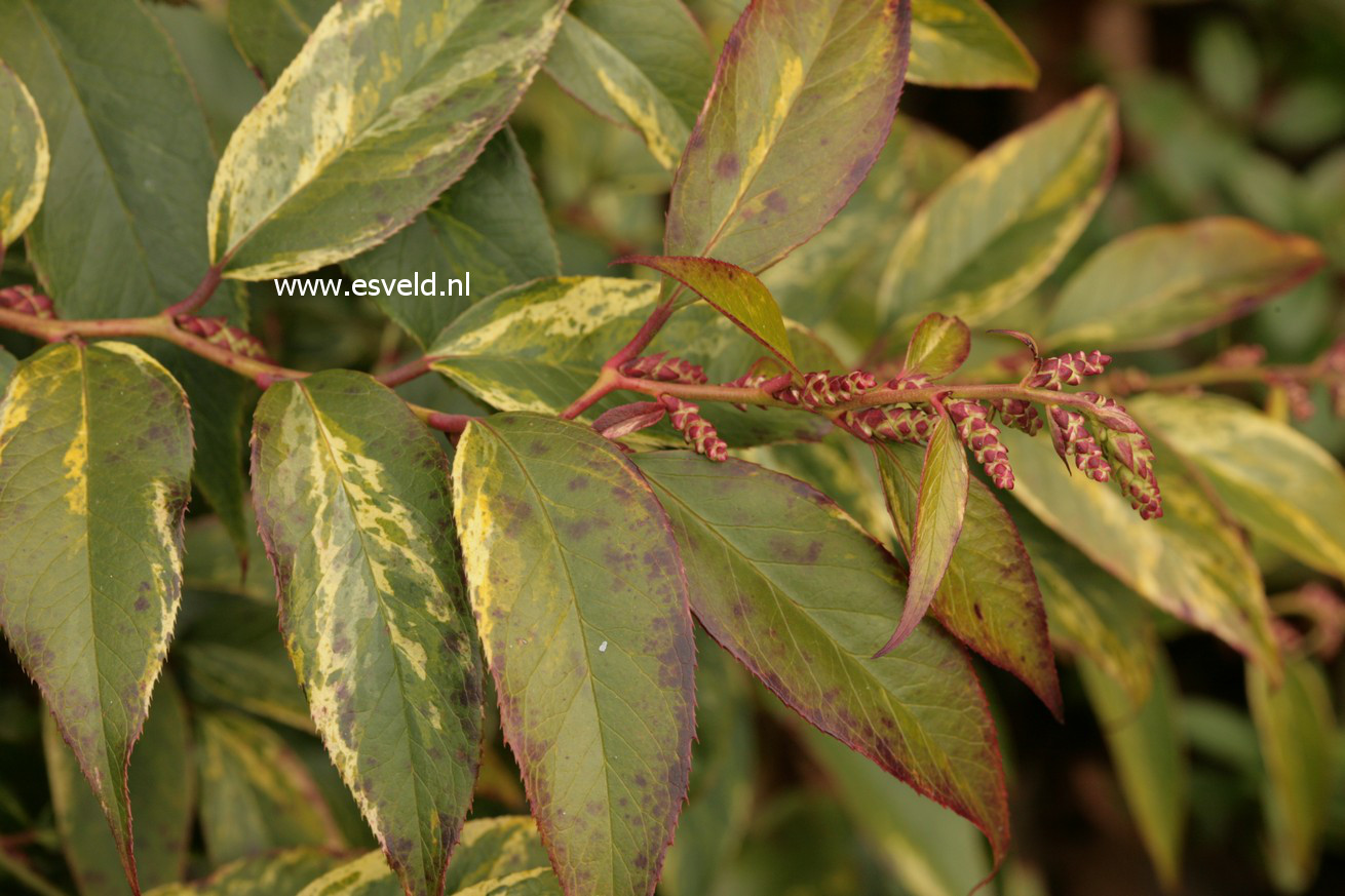 Leucothoe fontanesiana 'Rainbow'