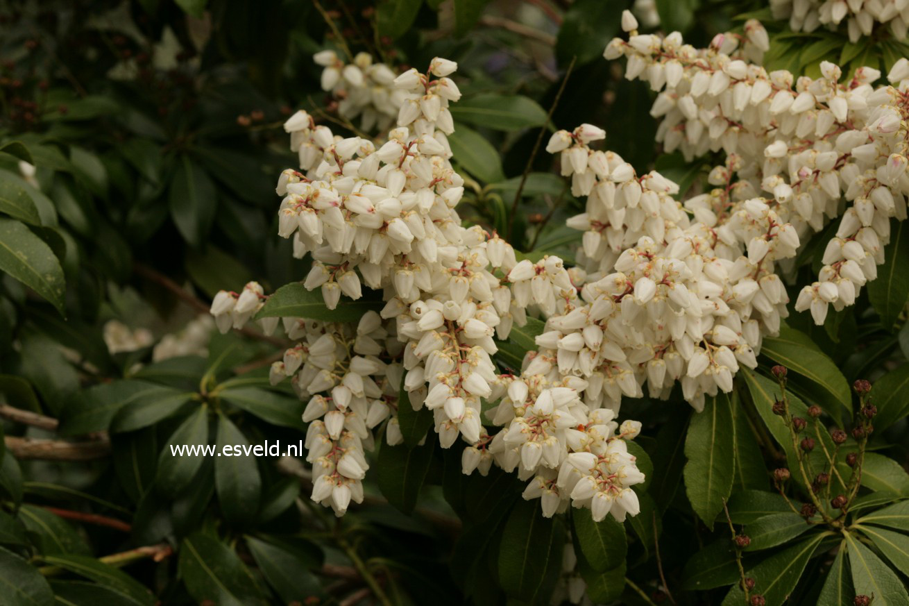 Pieris japonica 'White Pearl'