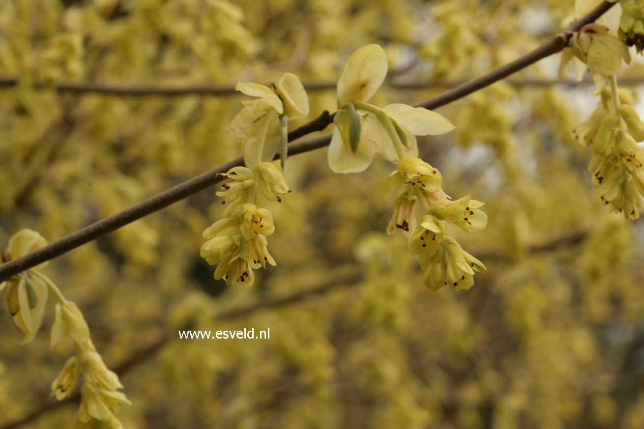 Corylopsis spicata