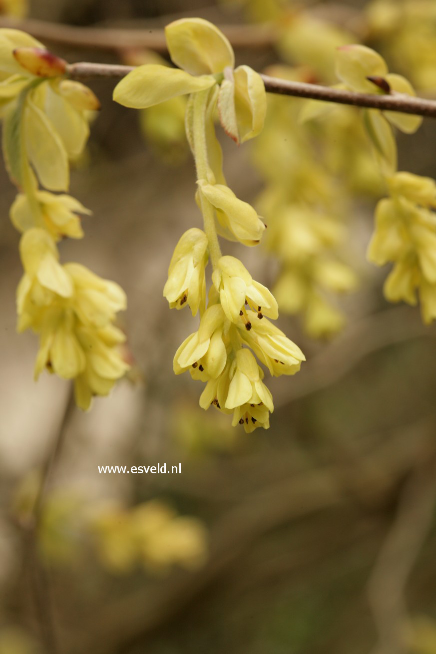 Corylopsis spicata