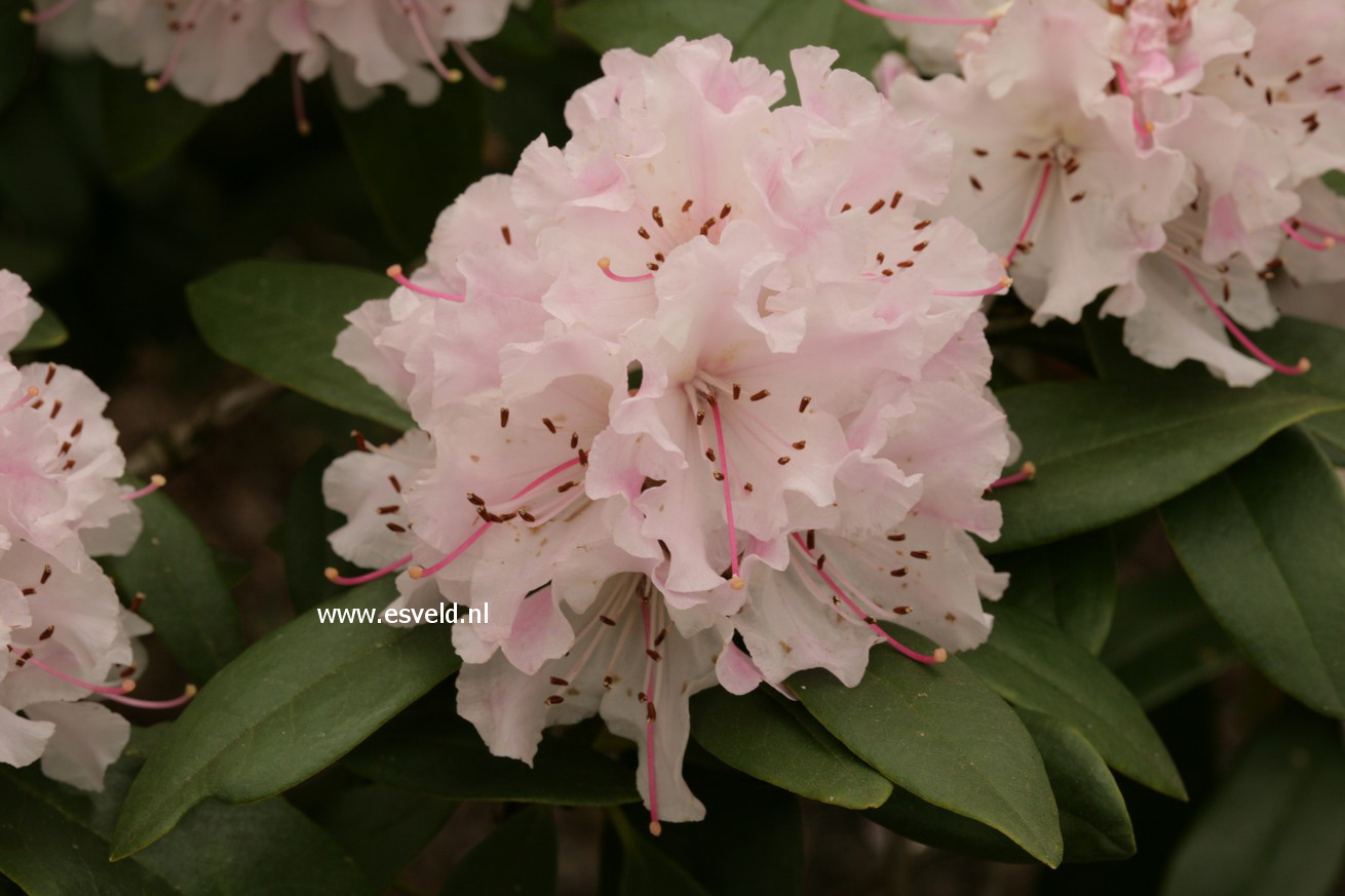 Rhododendron 'Christmas Cheer'