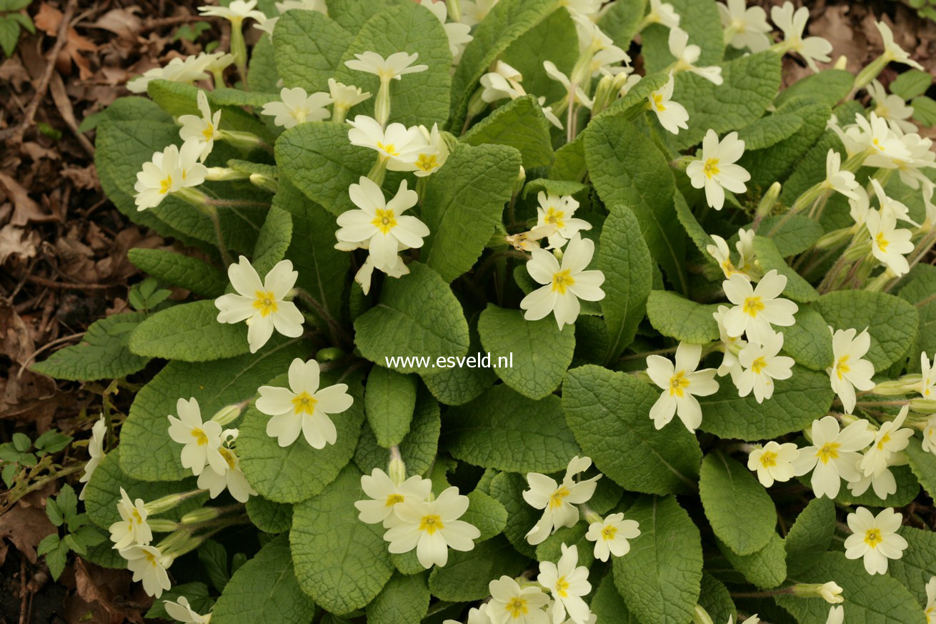 Primula vulgaris