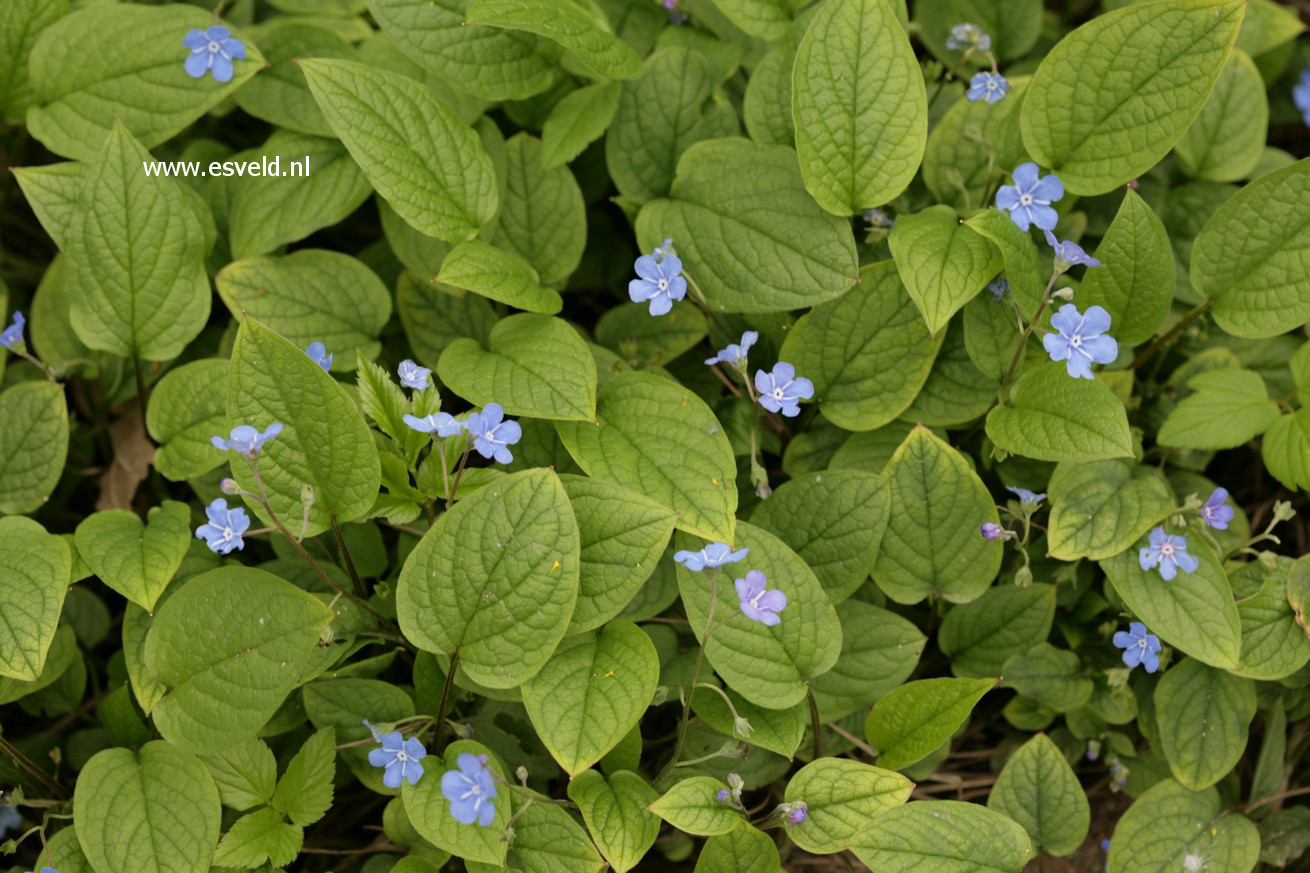 Omphalodes verna