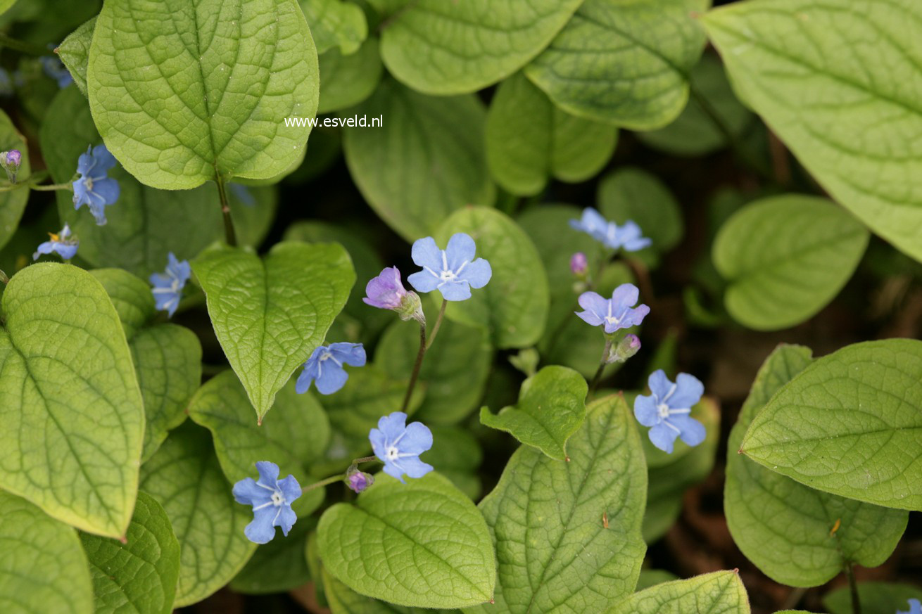 Omphalodes verna