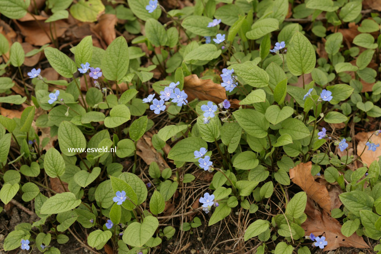 Omphalodes verna