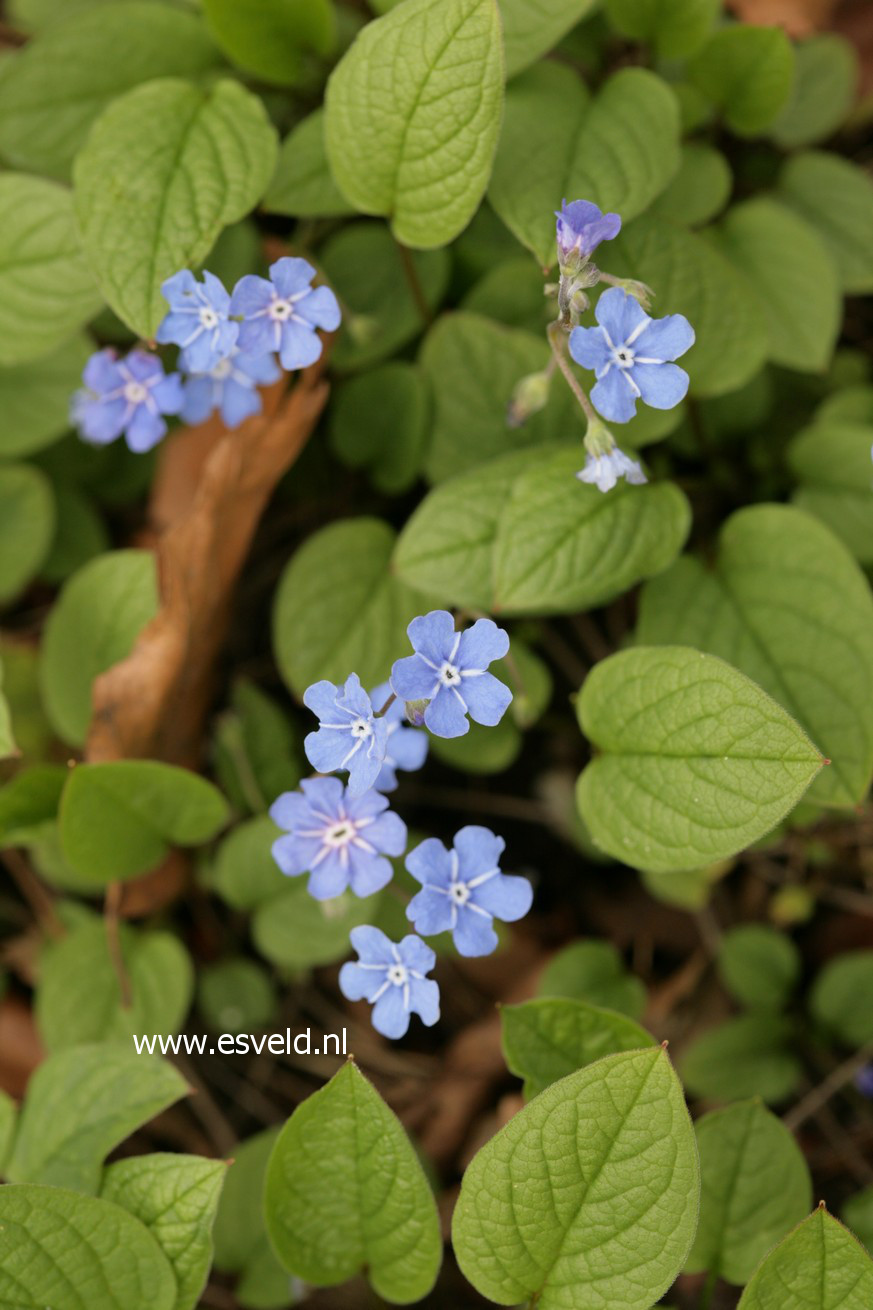 Omphalodes verna