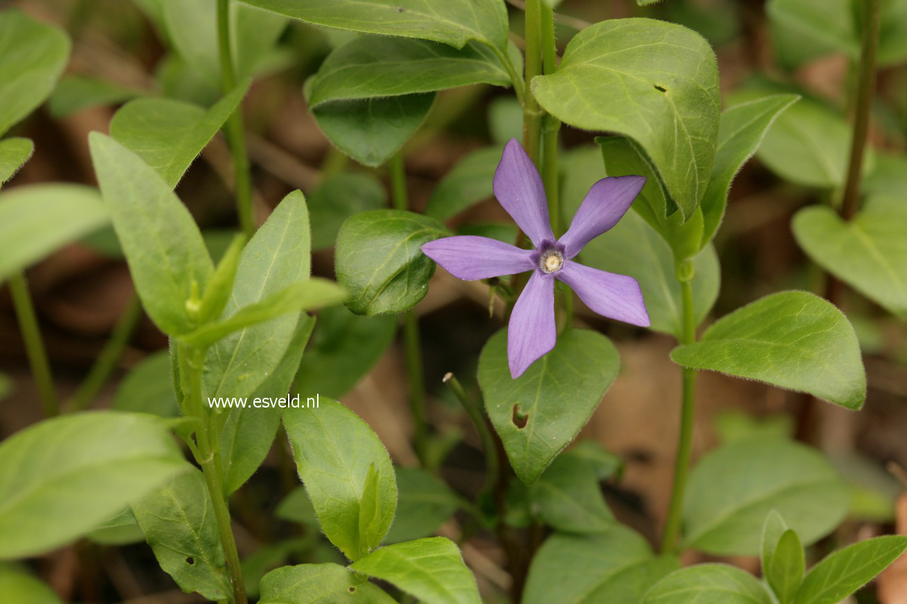 Vinca major