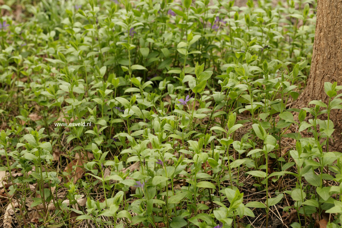 Vinca major