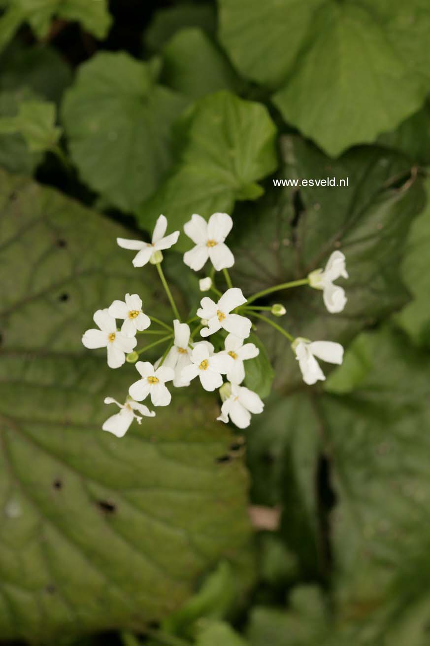 Pachyphragma macrophyllum