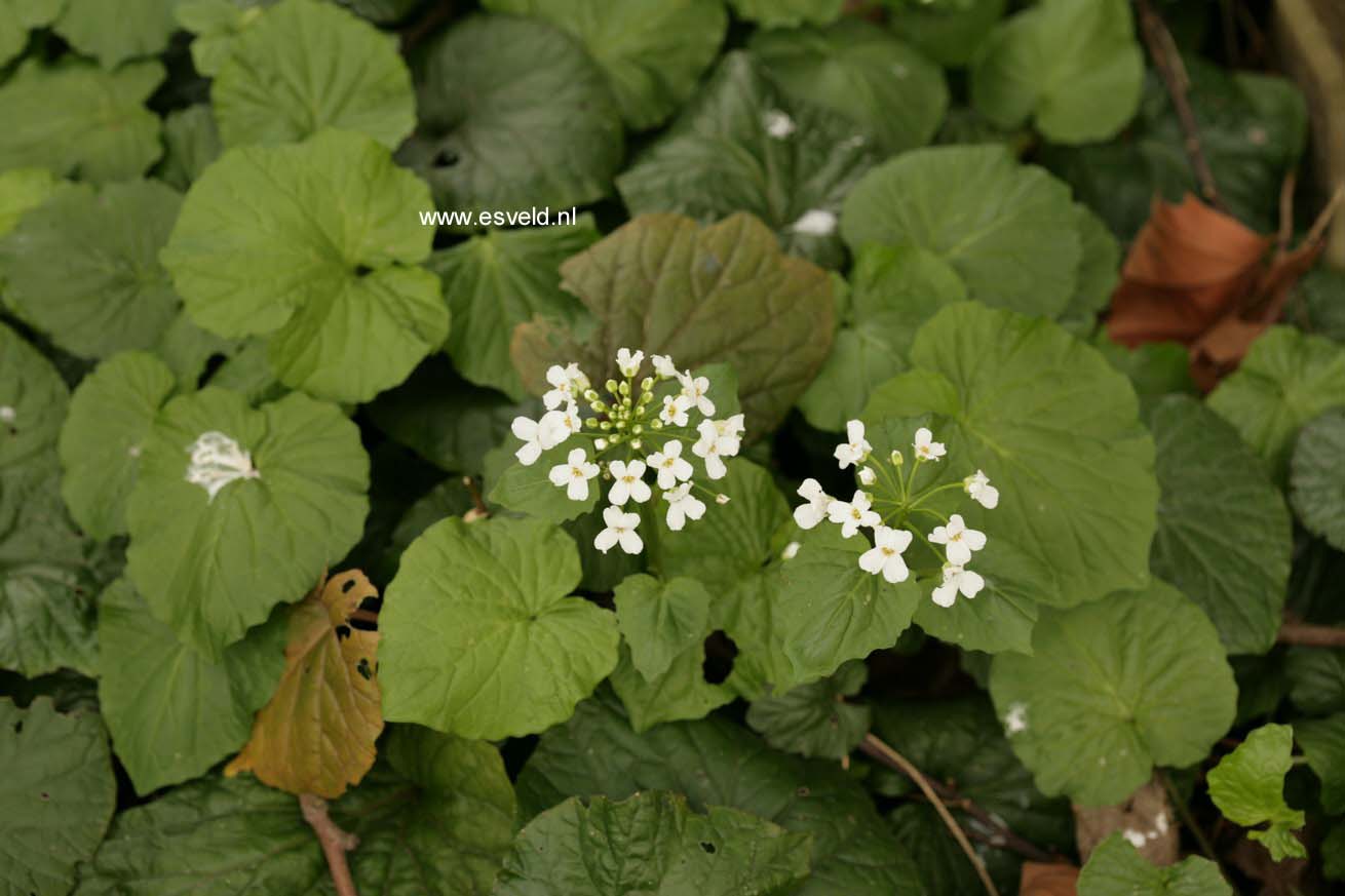 Pachyphragma macrophyllum