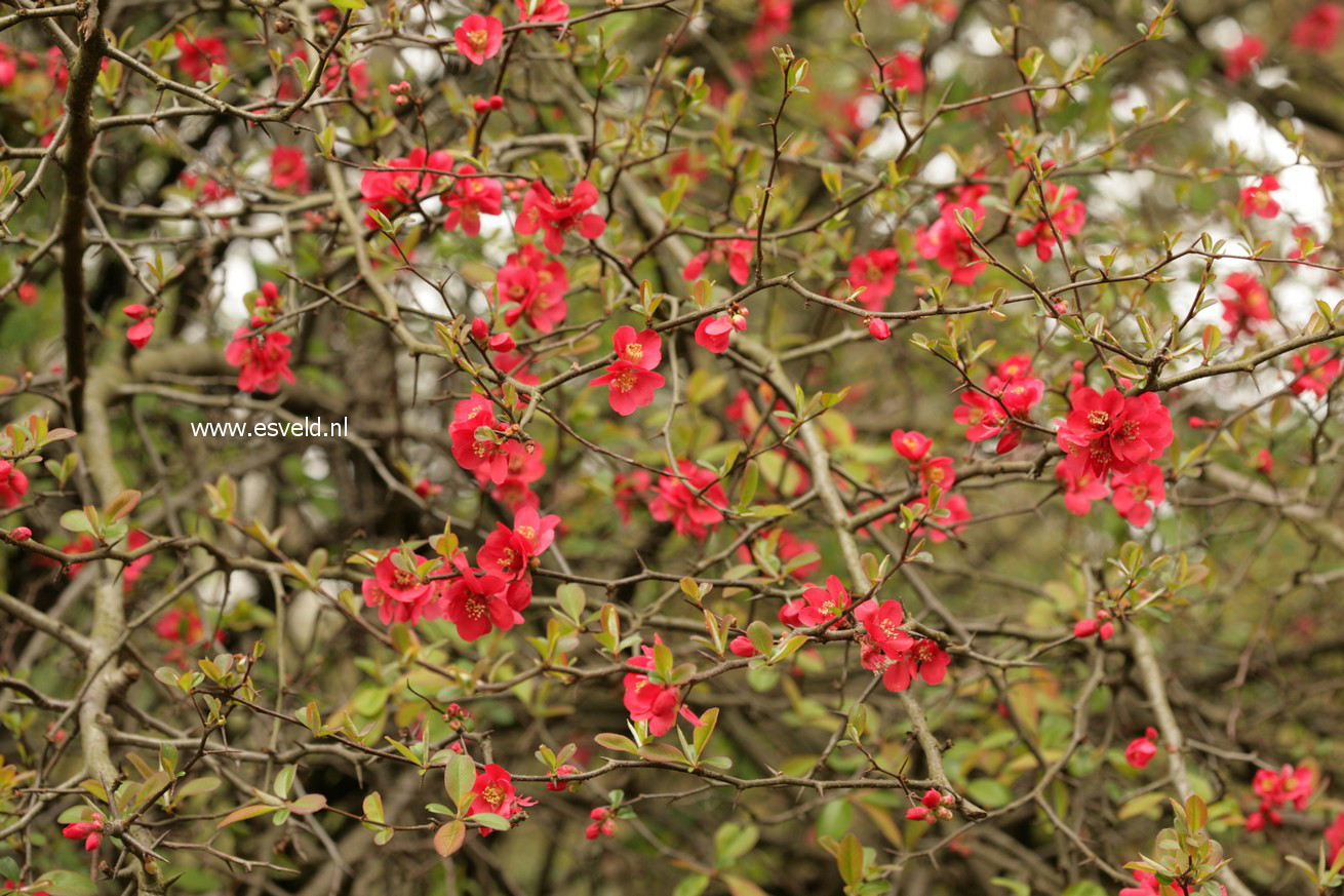 Chaenomeles japonica