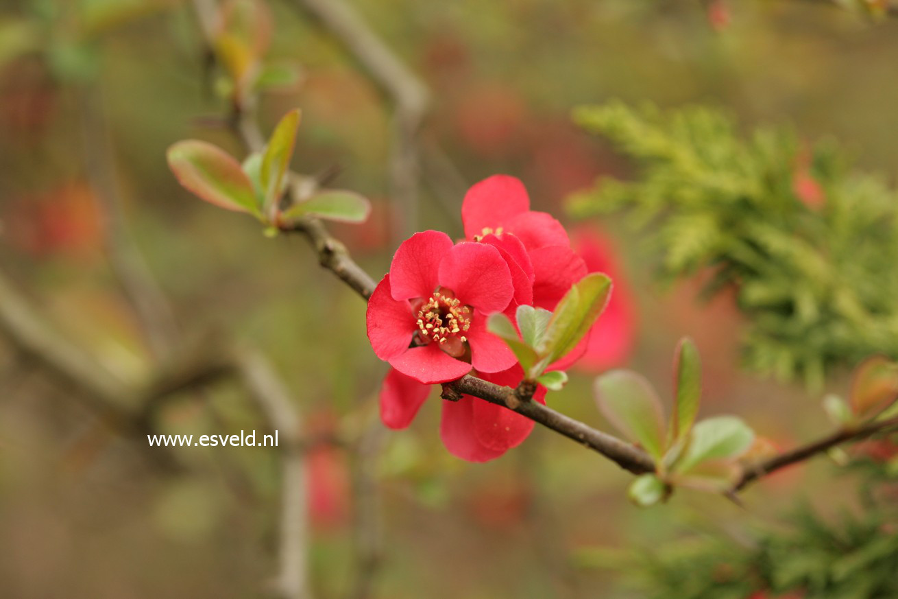 Chaenomeles japonica