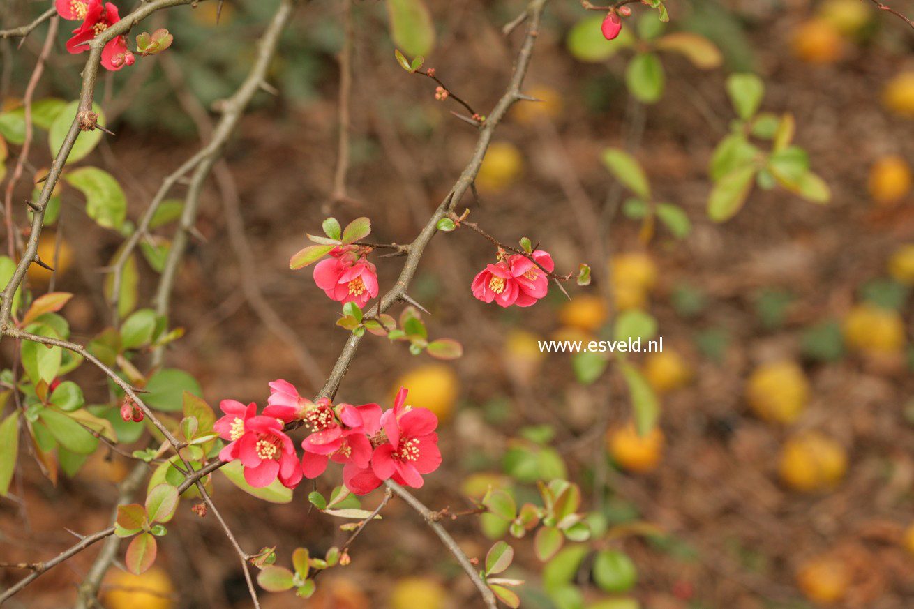 Chaenomeles japonica