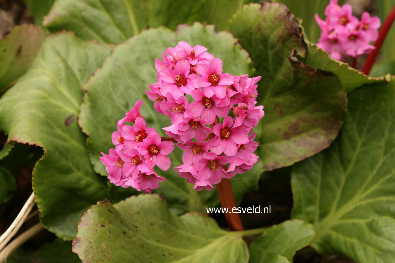 Bergenia 'Morgenröte'