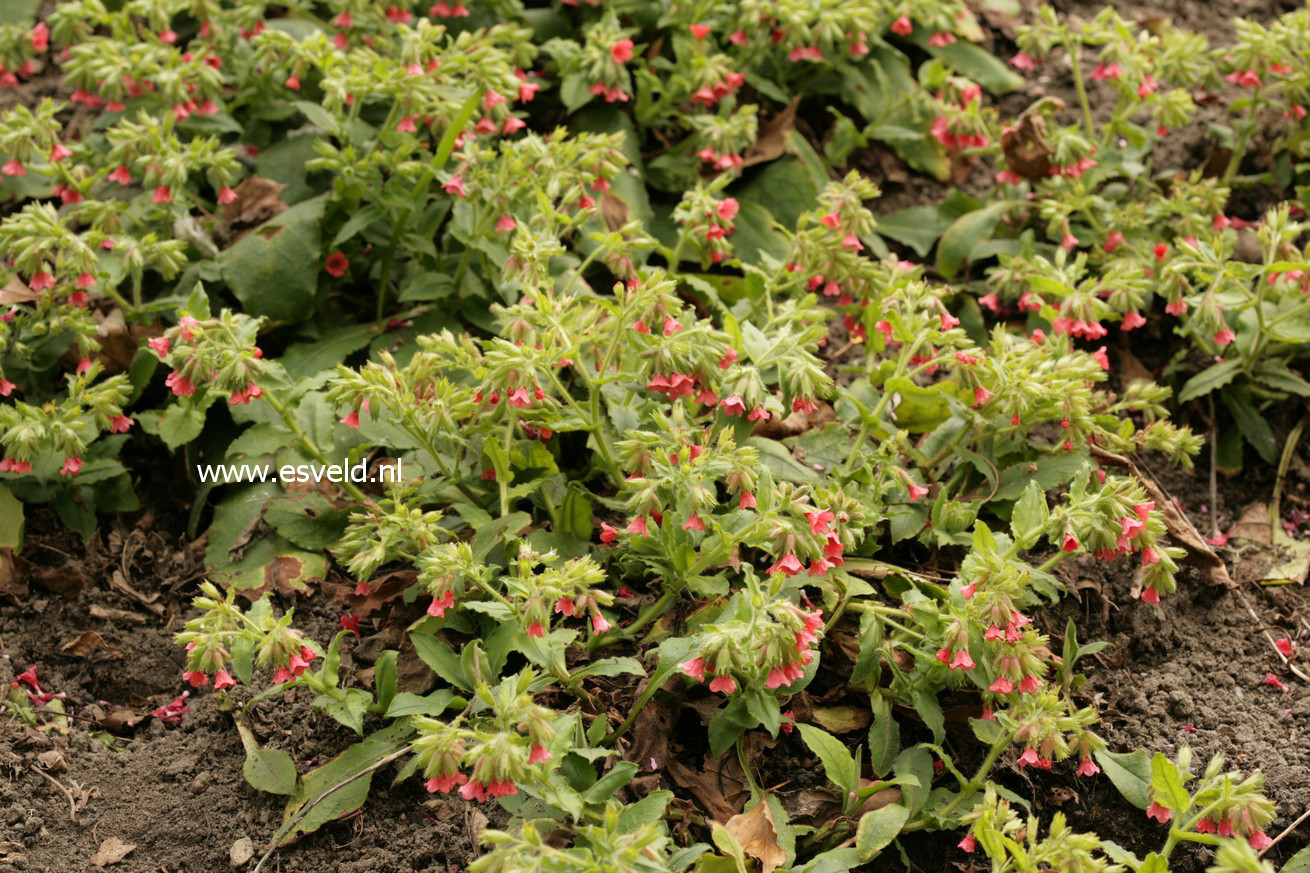 Pulmonaria rubra 'Redstart'