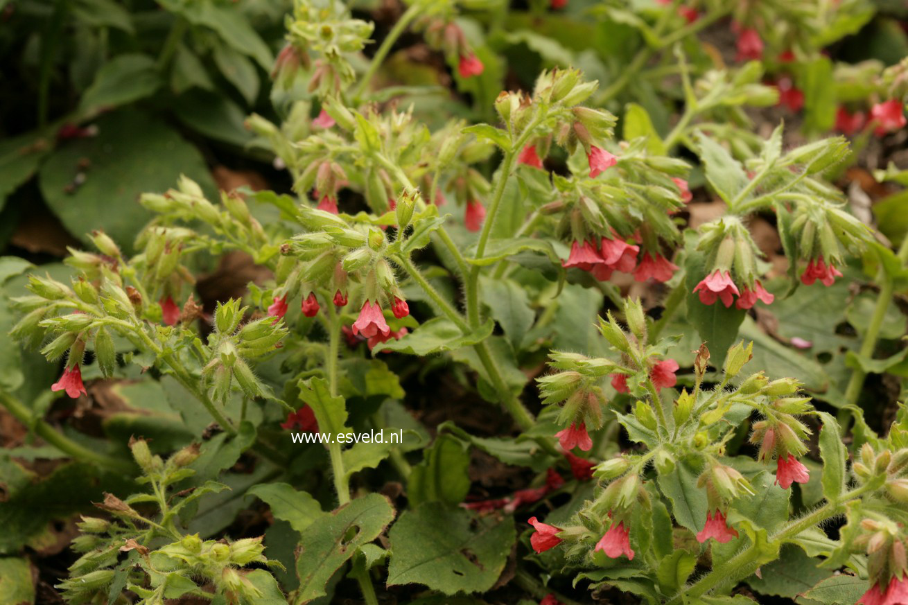 Pulmonaria rubra 'Redstart'