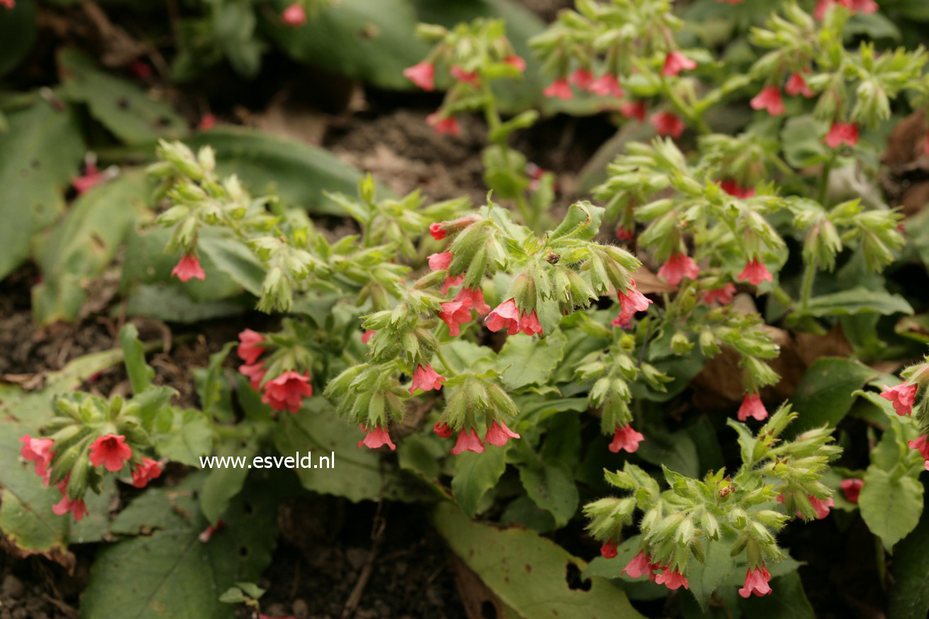 Pulmonaria rubra 'Redstart'