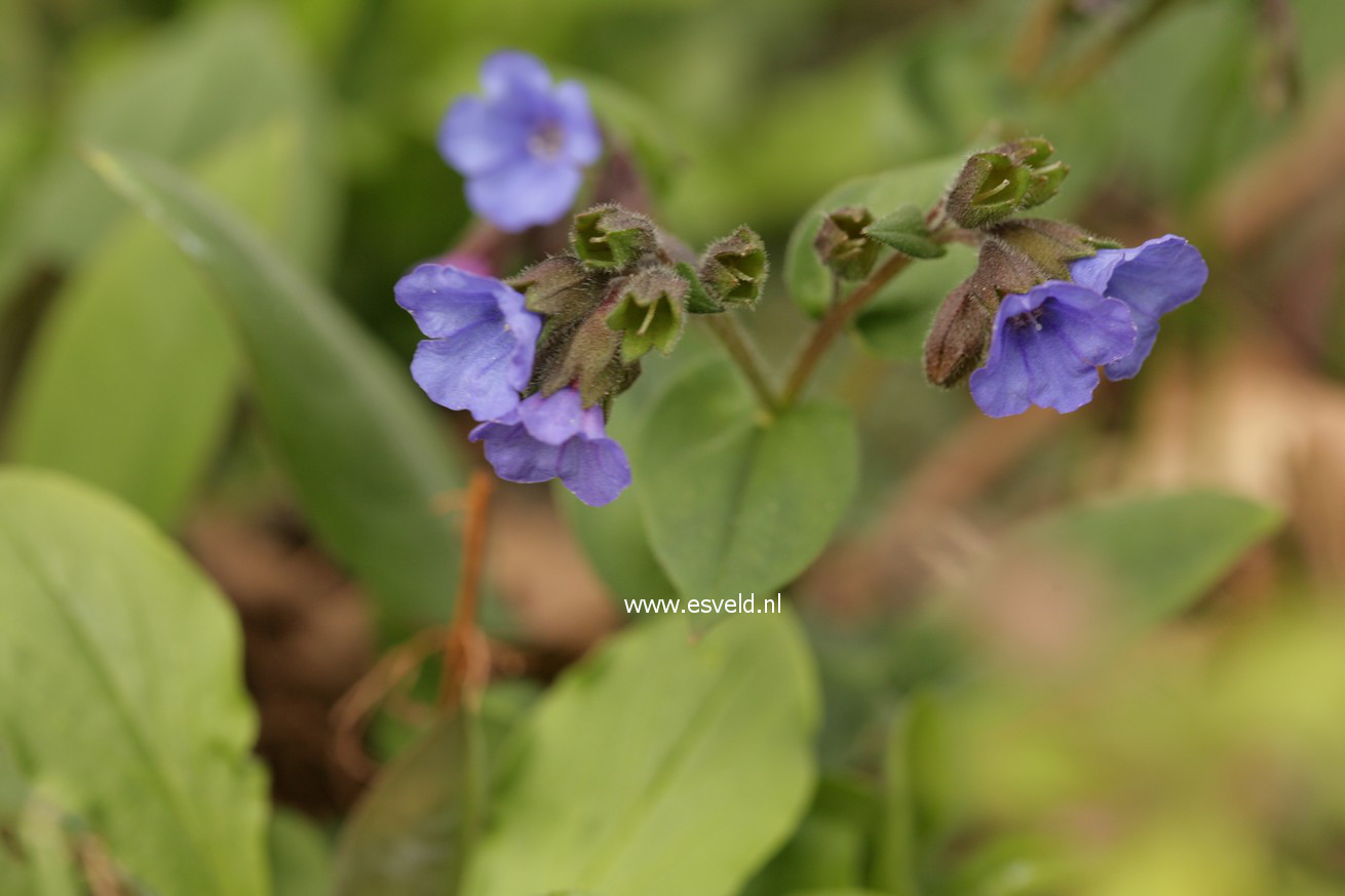 Pulmonaria angustifolia 'Blue Ensign'