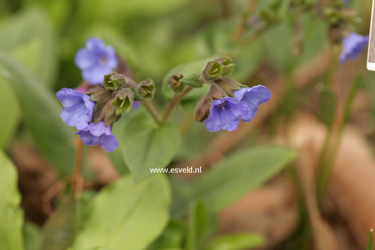 Pulmonaria angustifolia 'Blue Ensign'