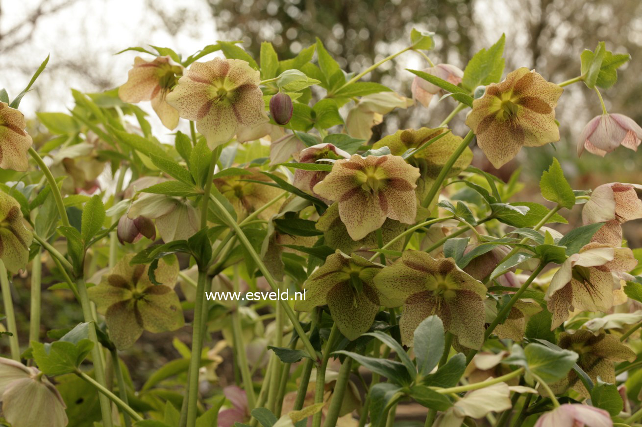 Helleborus orientalis