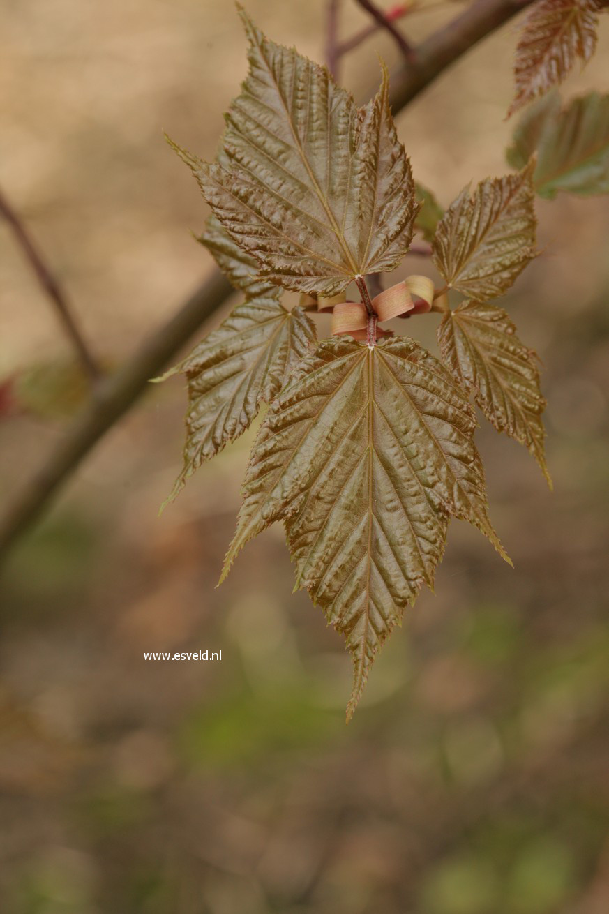 Acer morifolium