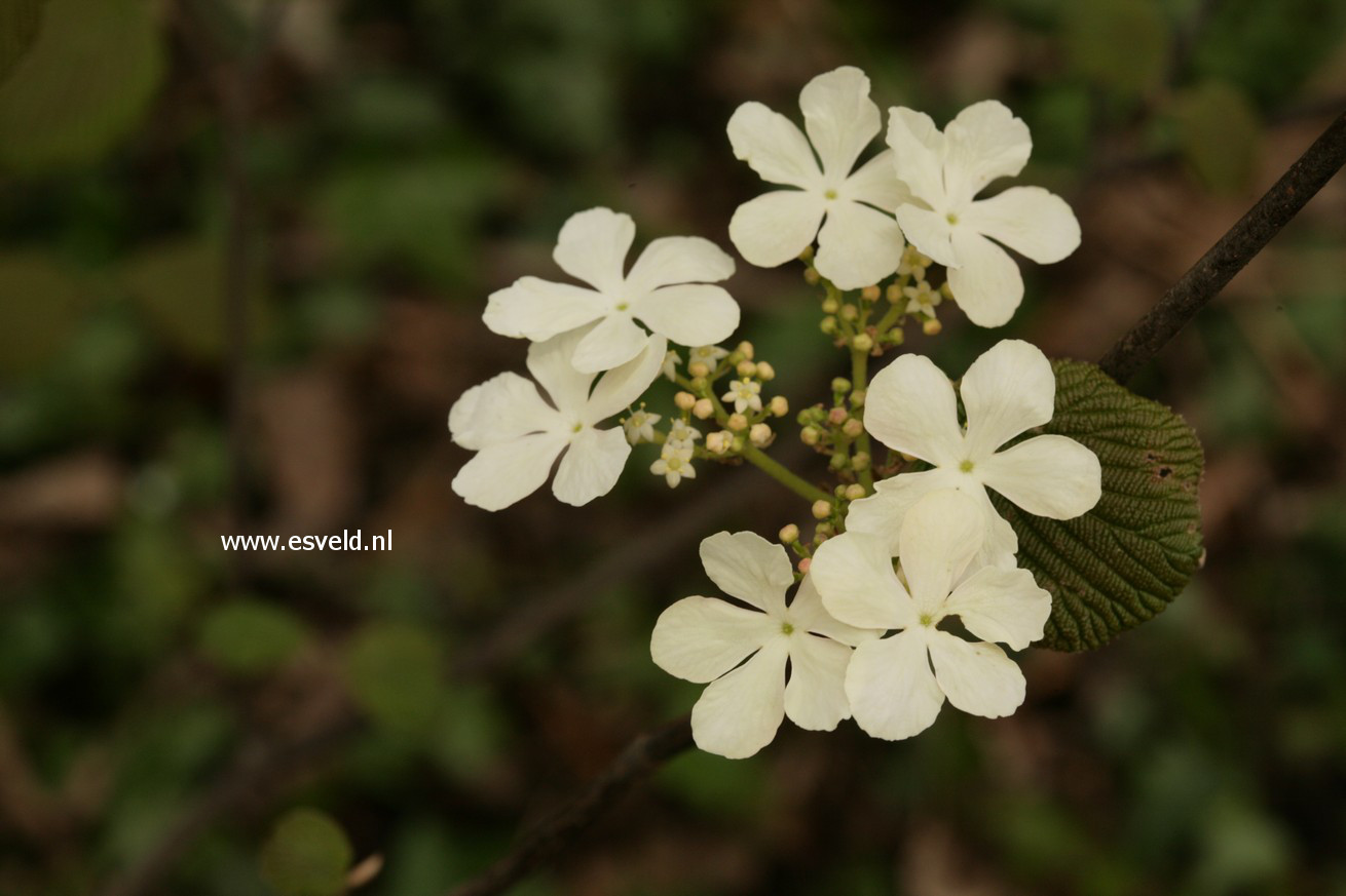 Viburnum furcatum