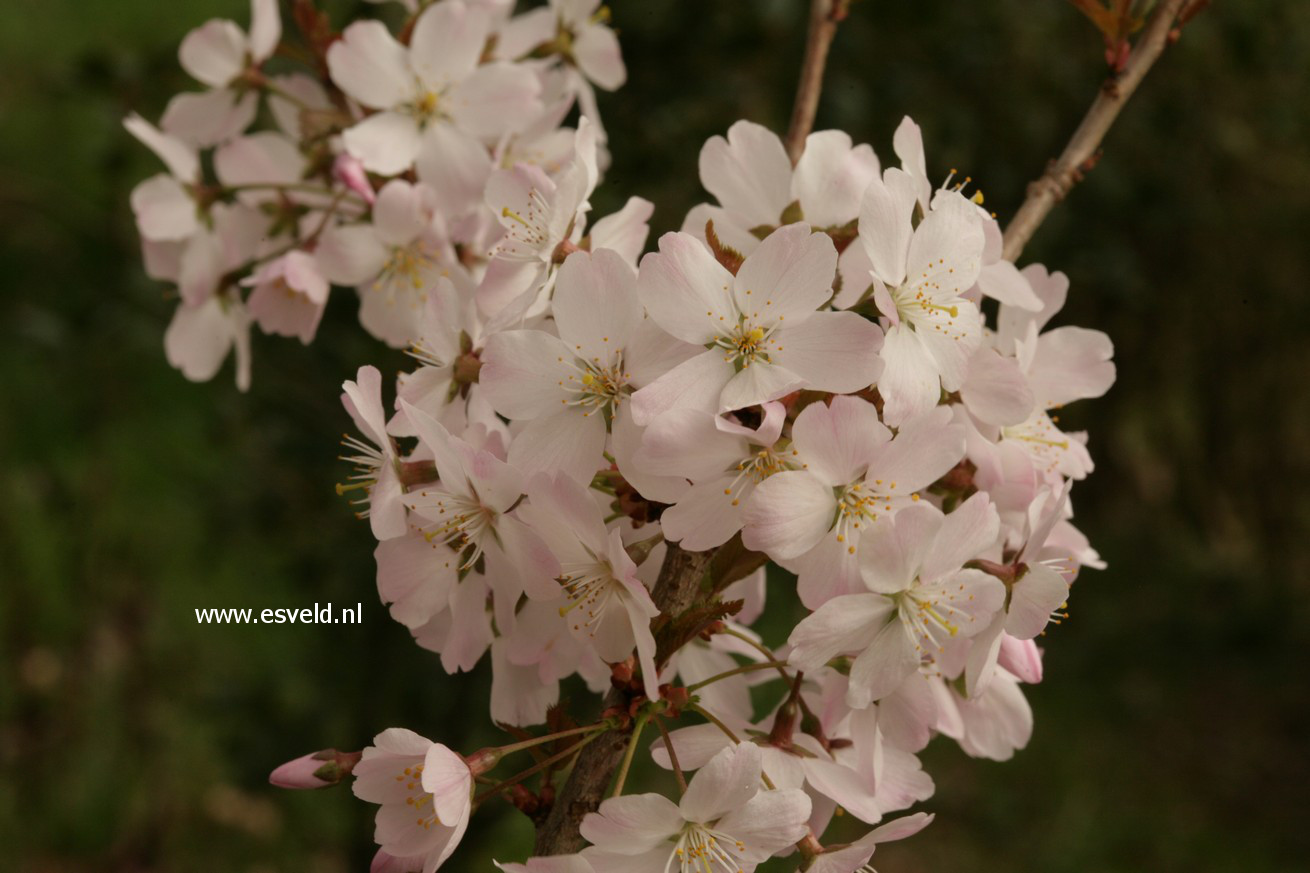 Prunus 'Pandora'