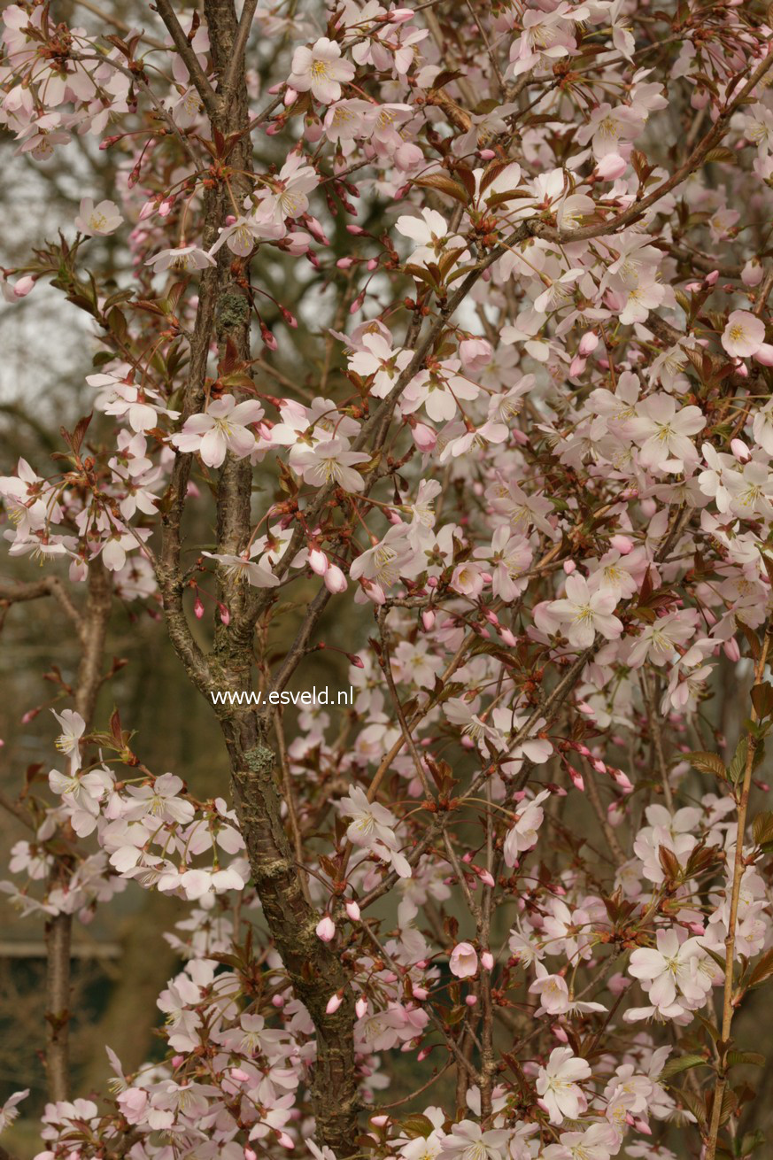 Prunus 'Pandora'