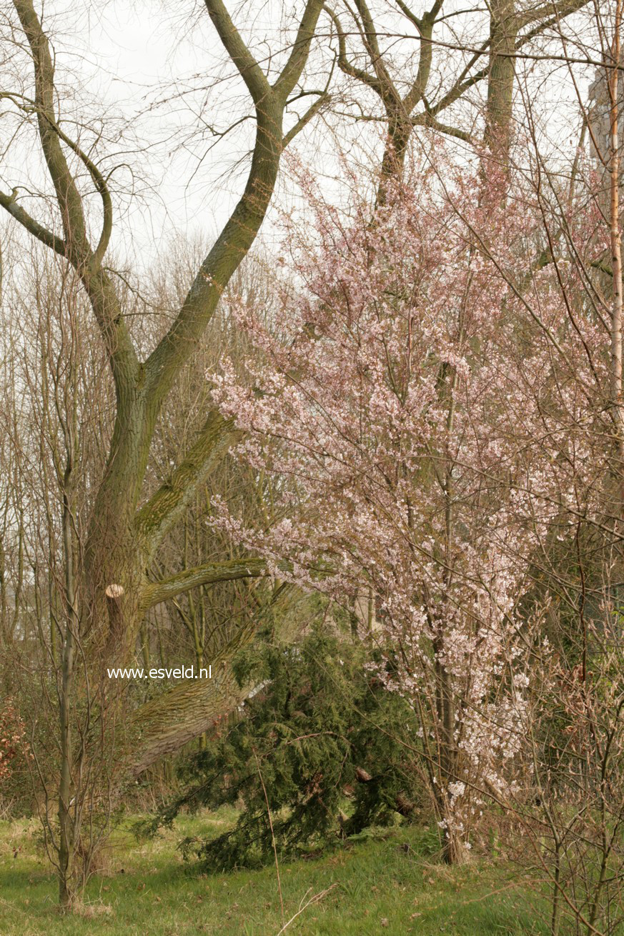 Prunus 'Pandora'