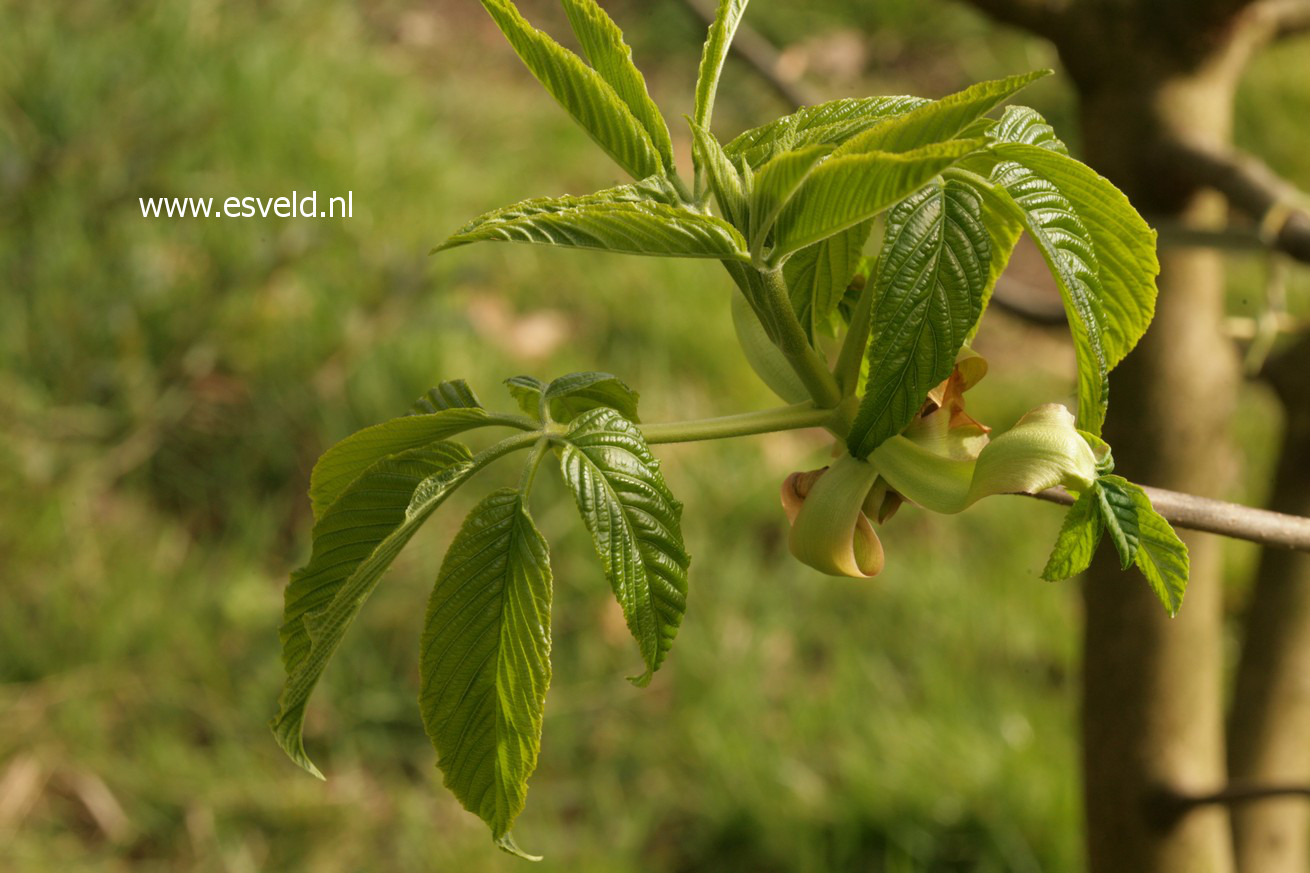 Aesculus californica