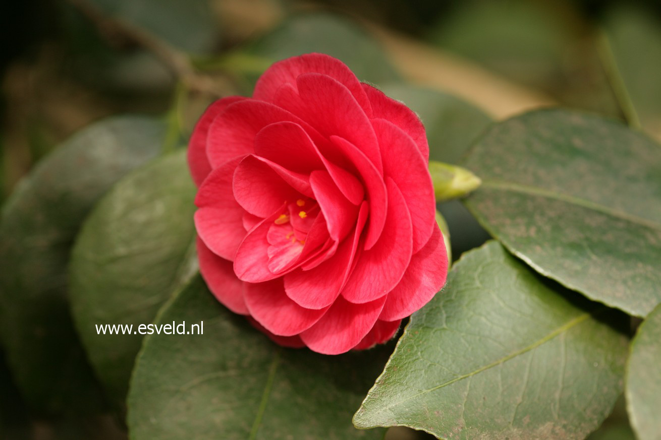 Camellia japonica 'Lady Campbell'