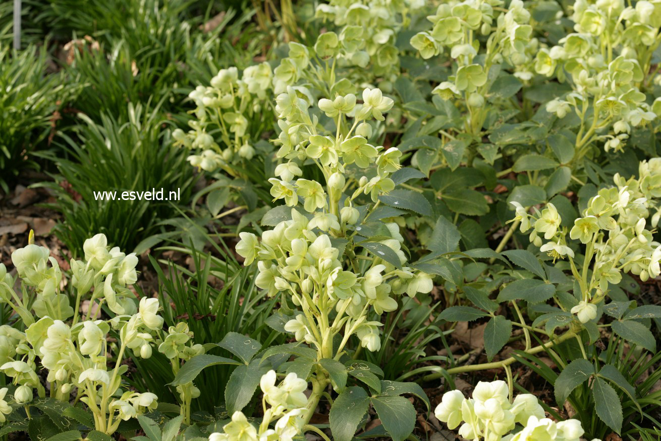 Helleborus argutifolius