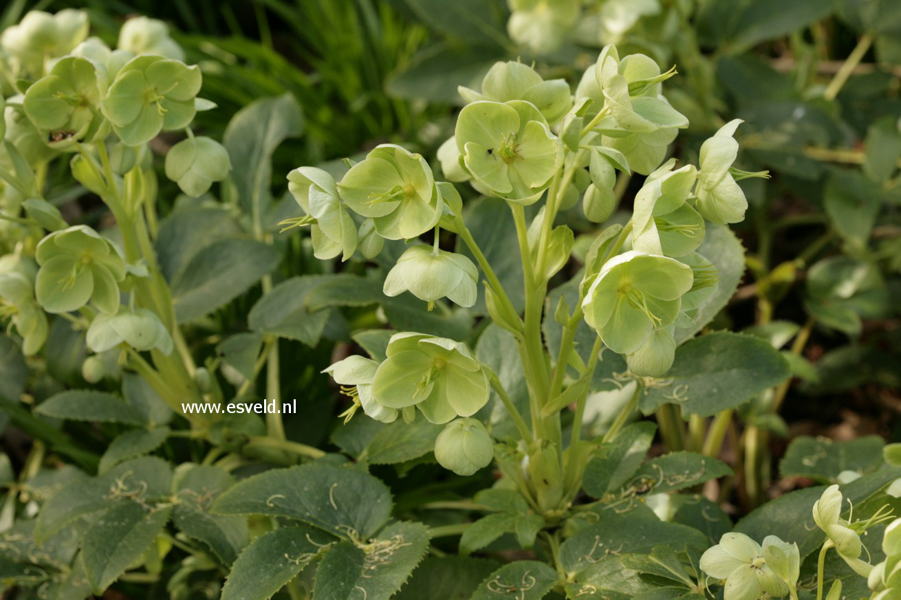 Helleborus argutifolius