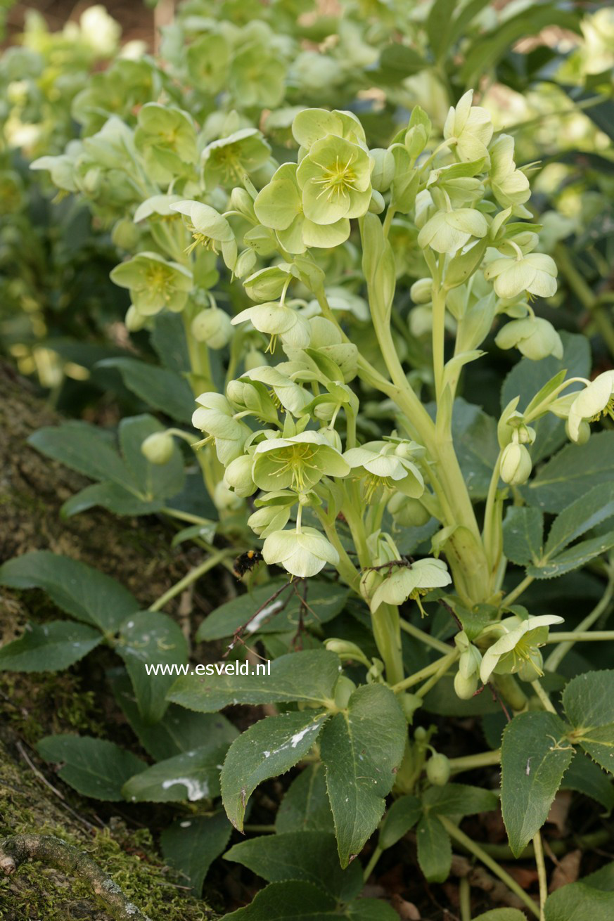 Helleborus argutifolius