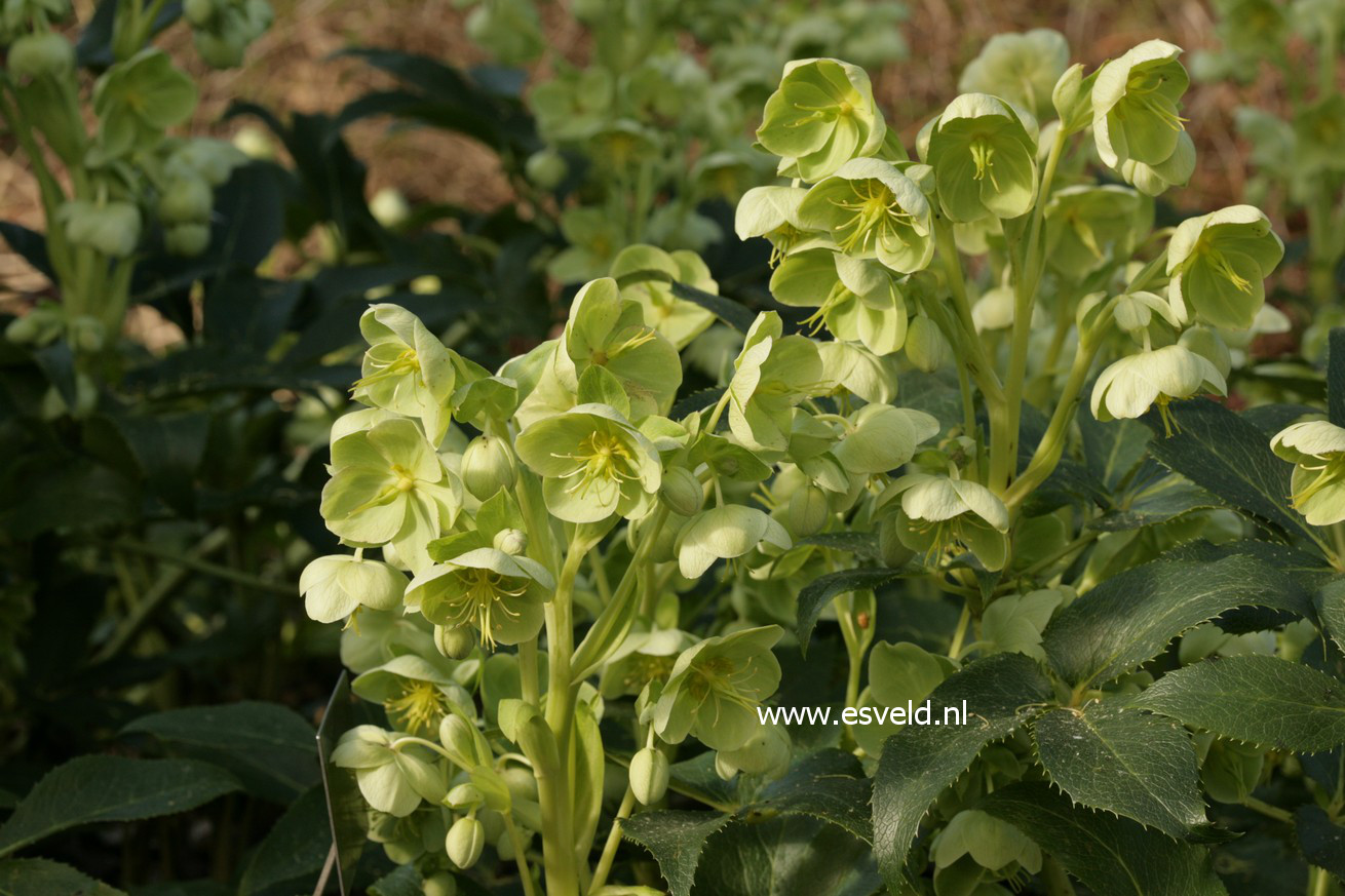 Helleborus argutifolius