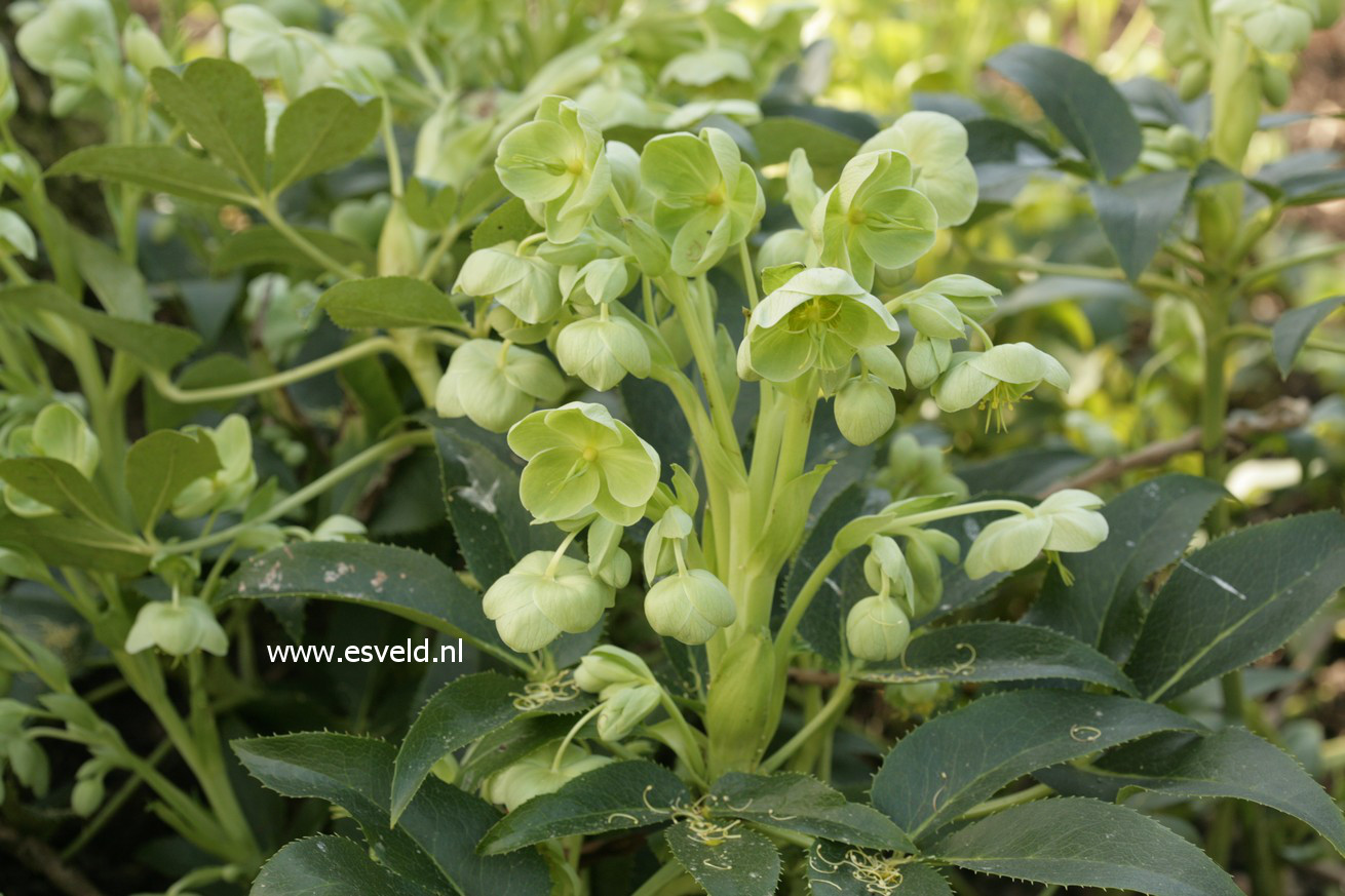 Helleborus argutifolius