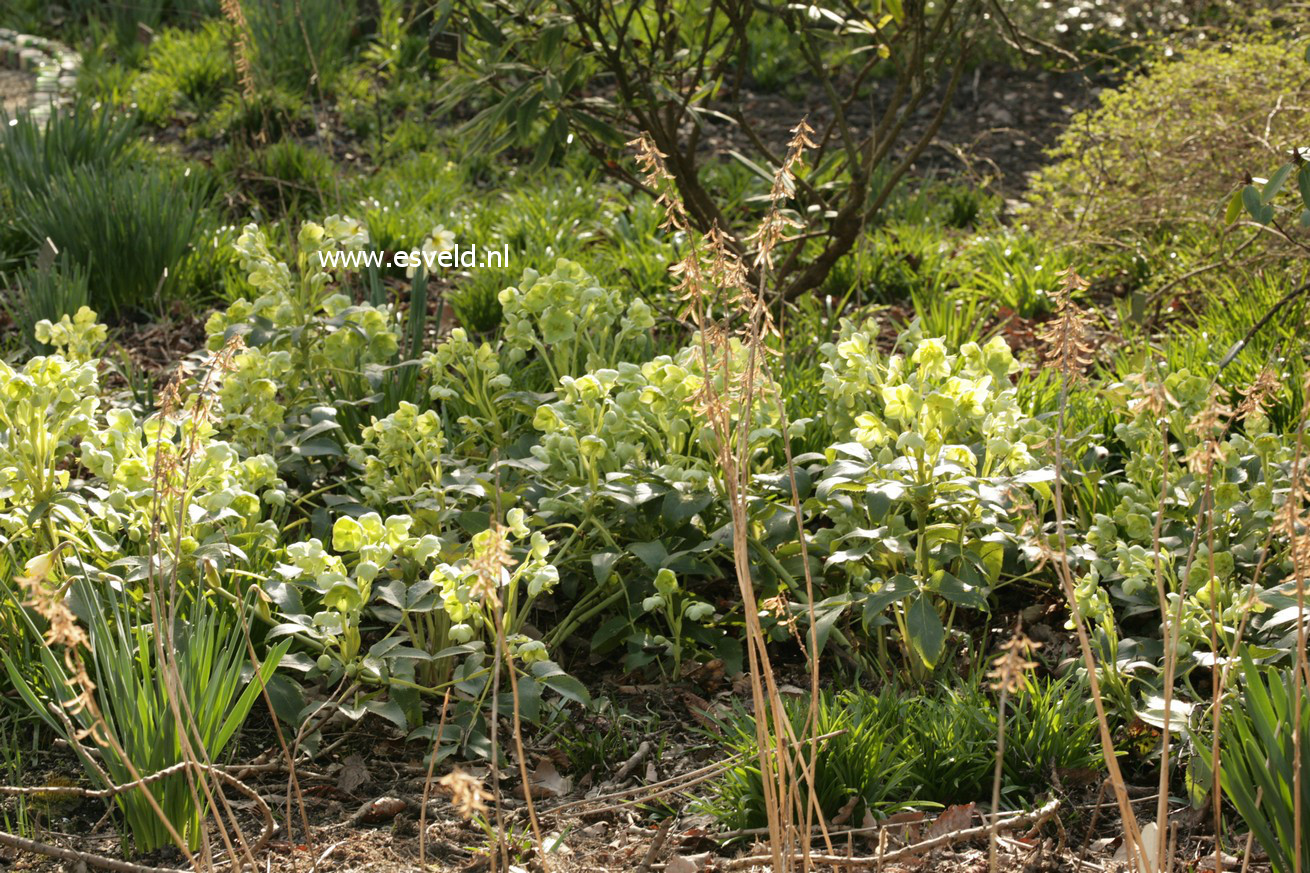 Helleborus argutifolius