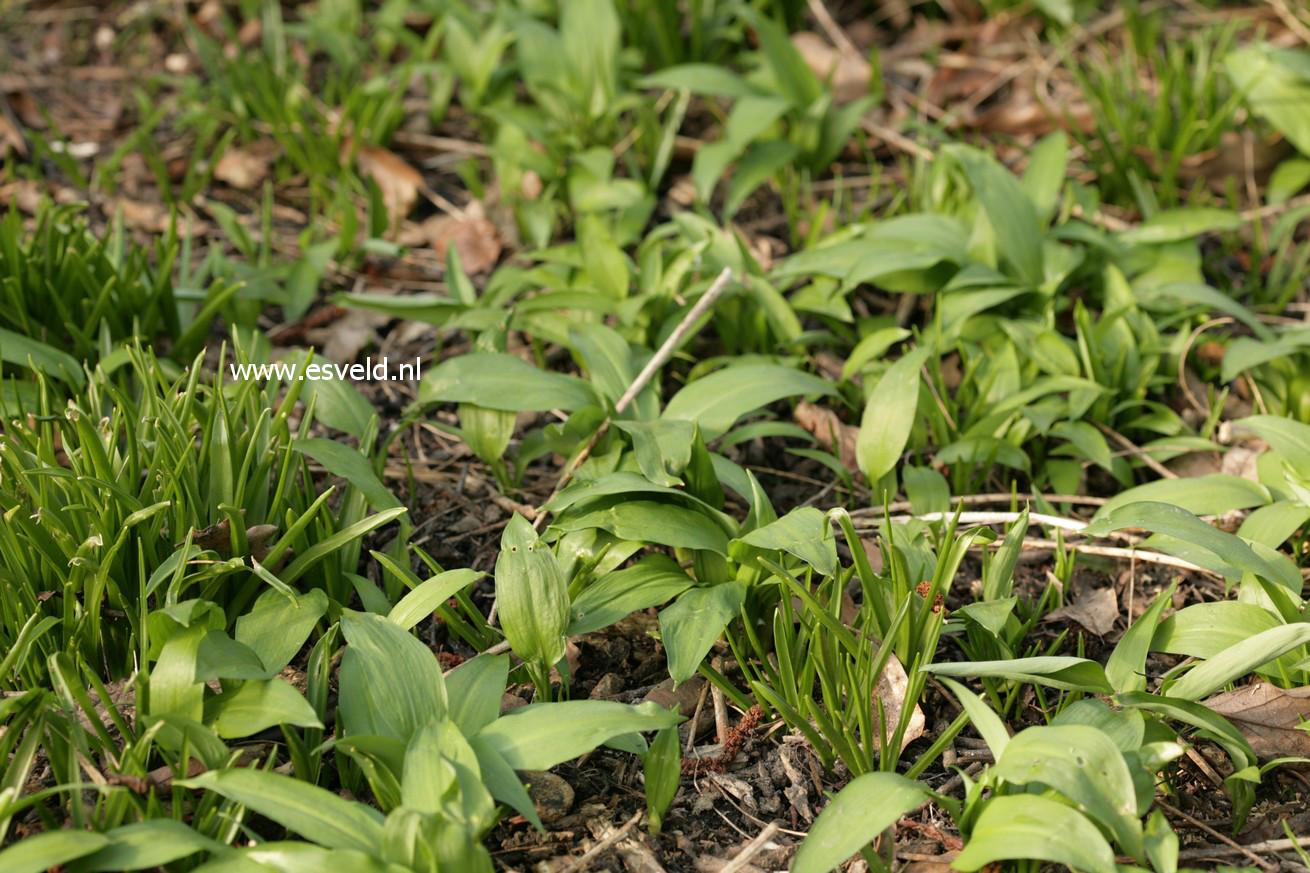 Allium ursinum