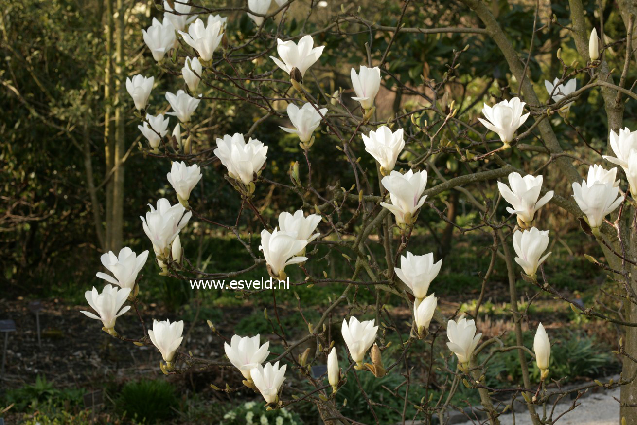 Magnolia soulangeana