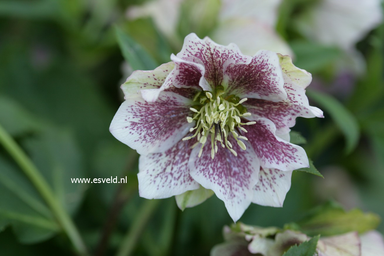 Helleborus orientalis