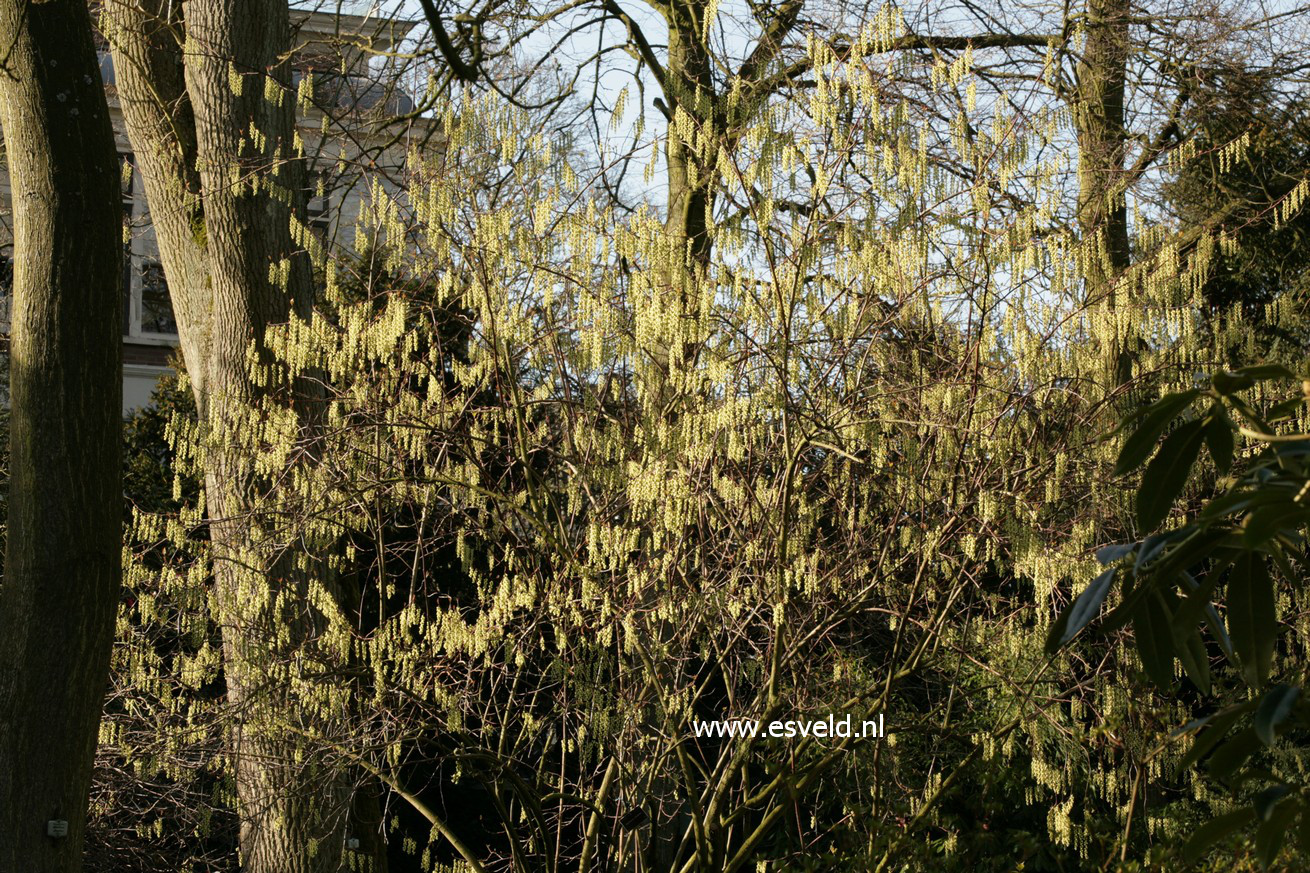 Stachyurus chinensis