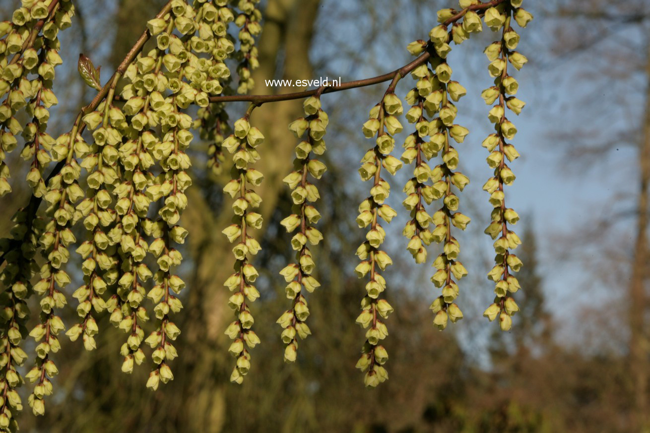 Stachyurus chinensis