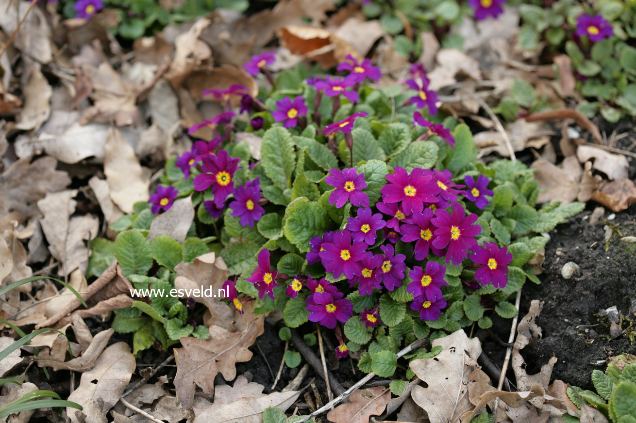 Primula vulgaris