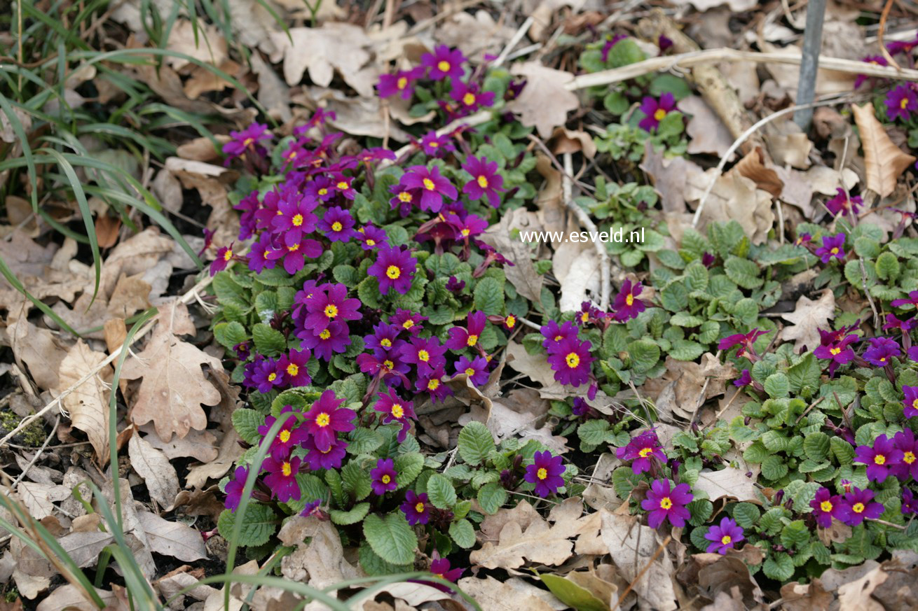 Primula vulgaris