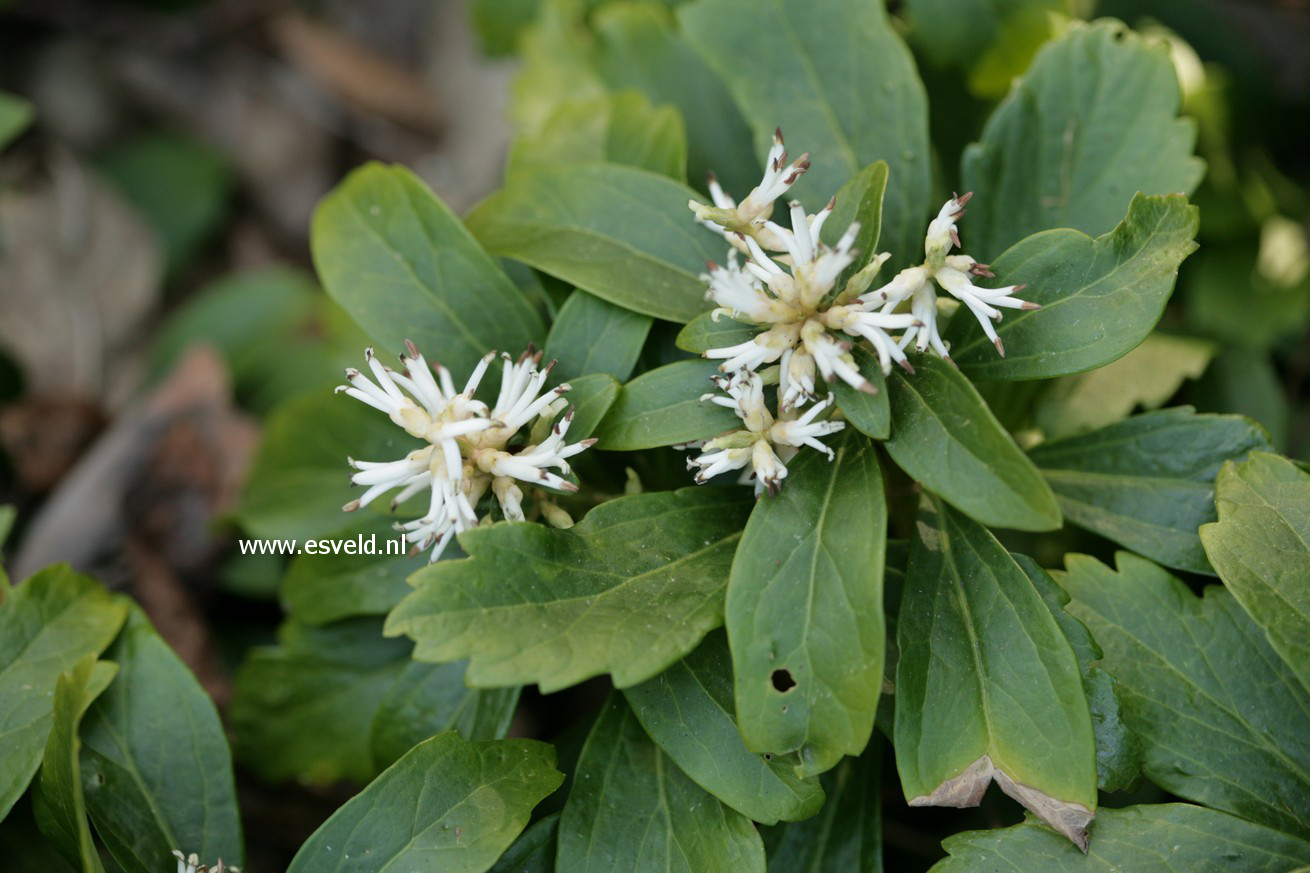 Pachysandra terminalis