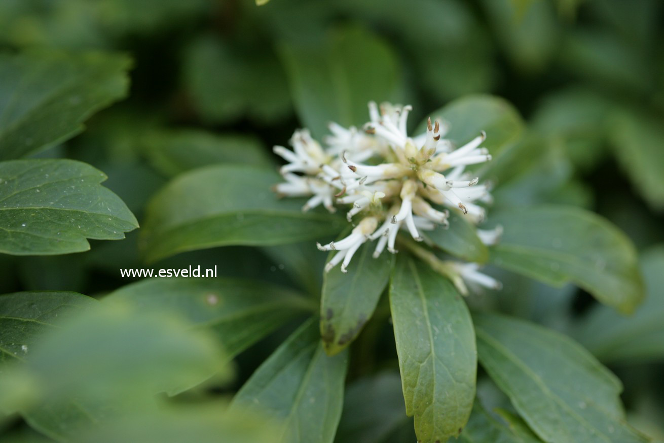 Pachysandra terminalis