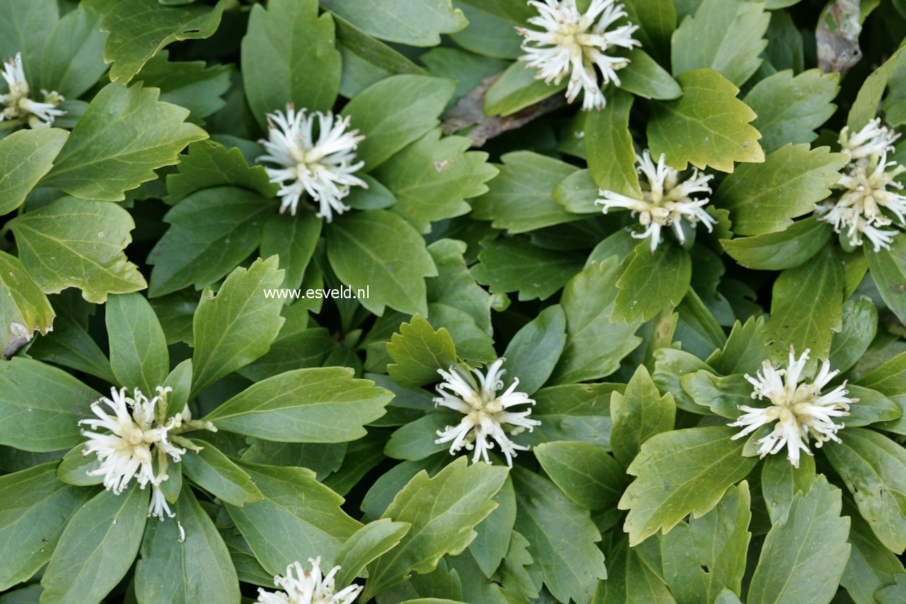 Pachysandra terminalis